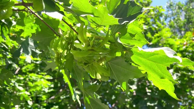 Green leaves and seeds on maple tree in the garden