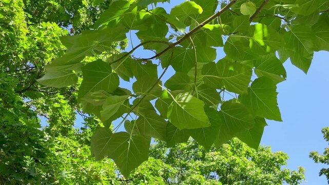 Paulownia tomentosa tree growing in the garden