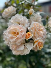 A cluster of delicate cream-colored roses with hints of peach and soft pink, adorned with dewdrops, is captured in sharp focus. The background is blurred, highlighting the lush petals and subtle color