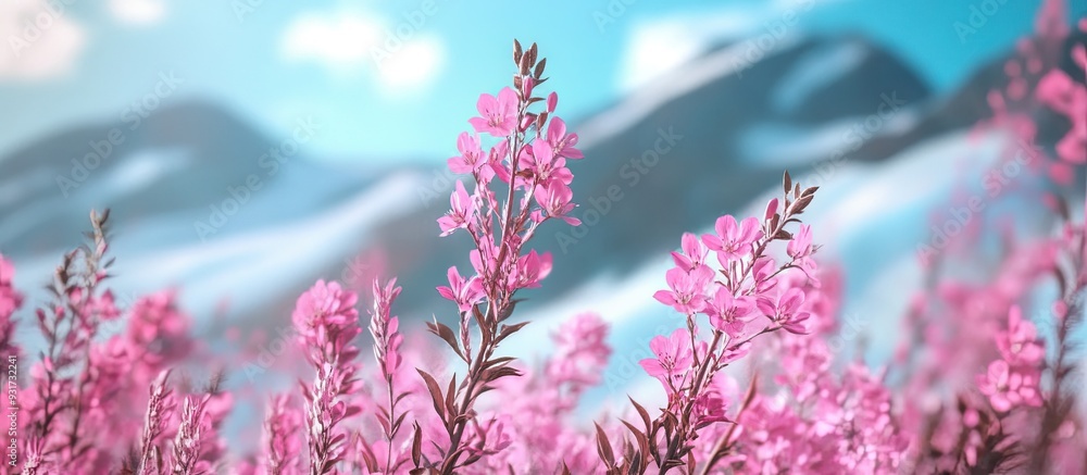 Poster pink dwarf fireweed blossoms glacier and blue sky. with copy space image. place for adding text or d