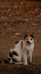 White, Ginger And Black Staring at the camera with two different coloured eyes on a unorganised backround.