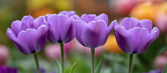 a bunch of lovely purple tulips. with copy space image. Place for adding text or design