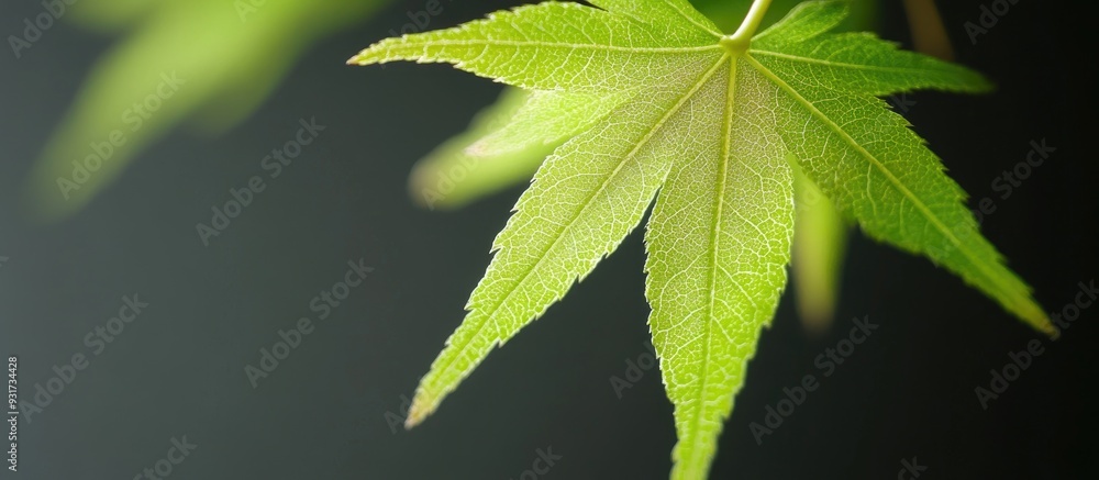 Leinwandbilder green leaf of a japanese maple. with copy space image. place for adding text or design
