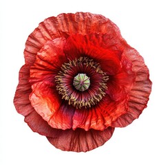 Vibrant Red Poppy Flower with Intricate Detail