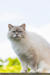 Vertical highkey portrait of Cream colored Ragdoll cat with typical blue eyes