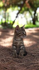 A small cute tangled brown stray kitten in public park 