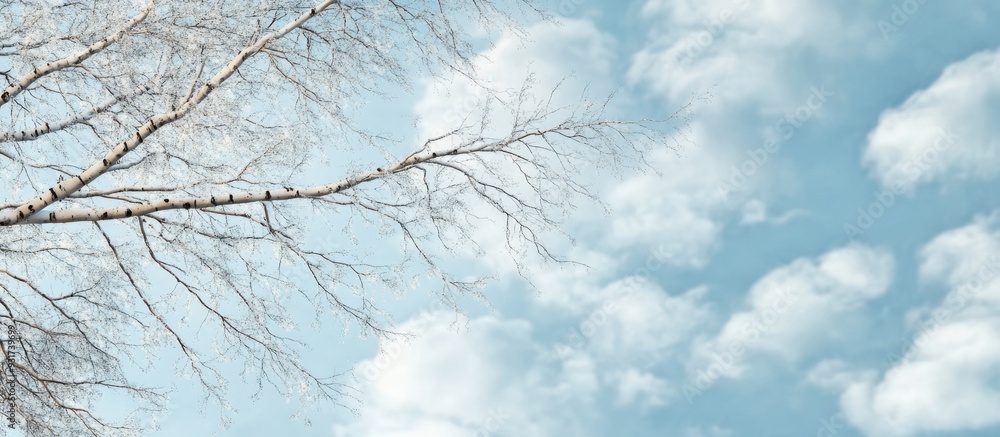 Poster bare thin branches of a birch tree set against a blue cloudy sky background featuring copy space