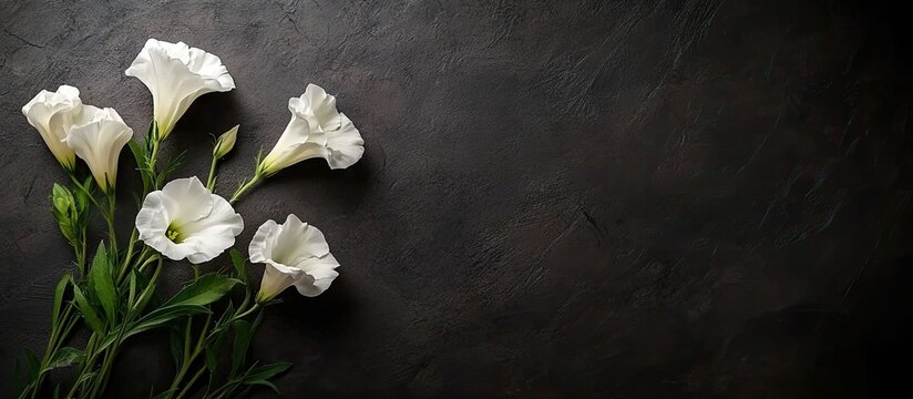 Lisianthus Eustoma White blooms on a dark textured background Gorgeous flowers. with copy space image. Place for adding text or design