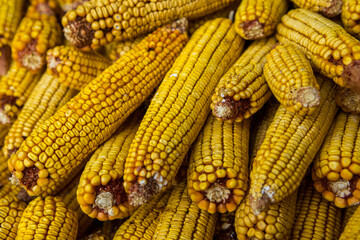 Harvesting corn dried in the rural garden. Yellow corn cob background or texture. Corn vegetable pattern.