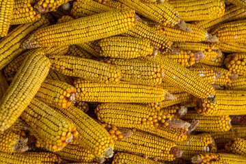 Harvesting corn dried in the rural garden. Yellow corn cob background or texture. Corn vegetable pattern.