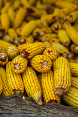 Harvesting corn dried in the rural garden. Yellow corn cob background or texture. Corn vegetable pattern.