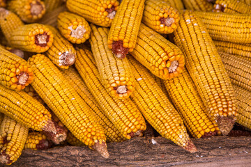 Harvesting corn dried in the rural garden. Yellow corn cob background or texture. Corn vegetable pattern.