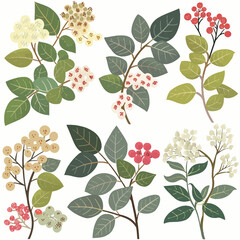 Vector Elderberry simple and minim