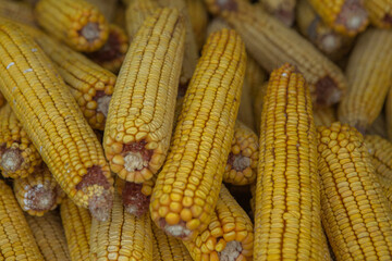 Harvesting corn dried in the rural garden. Yellow corn cob background or texture. Corn vegetable pattern.