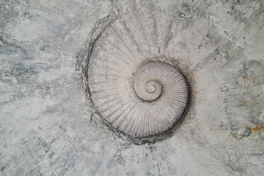 a fossilized ammonite embedded in a rough, textured stone surface, displaying its distinct spiral pattern.