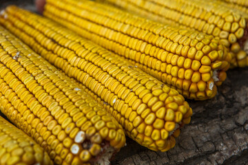 Harvesting corn dried in the rural garden. Yellow corn cob background or texture. Corn vegetable pattern.