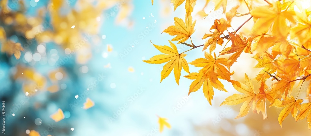 Poster Autumn yellow Japanese maple leaves against a blurred sky creating a nature background with bokeh. with copy space image. Place for adding text or design