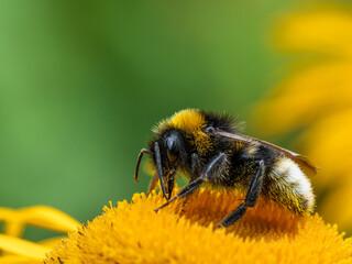 Bumble bee on a yellow flower