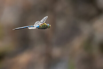 The emperor dragonfly (Anax imperator) flight detail