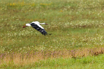 The white stork (Ciconia ciconia) flying through the meadow