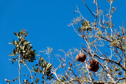Tingui - Magonia pubescens