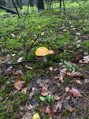 Grzyb © Ireneusz