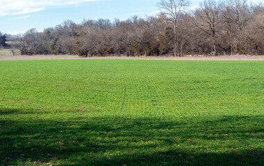 Green pasture says spring is coming