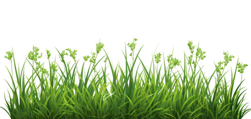 PNG Grass outdoors nature plant.