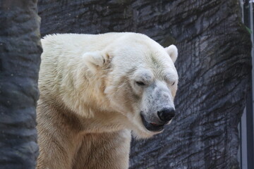 Vue rapproch&eacute;e de la t&ecirc;te d'un ours polaire blanc en captivit&eacute; dans un parc zoologique avec une paroi gris fonc&eacute; en arri&egrave;re plan. Symbole de la solitude. Animal sauvage enferm&eacute; triste.