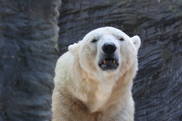 Vue rapprochée de la tête d'un ours polaire blanc en captivité dans un parc zoologique avec une paroi gris foncé en arrière plan. Symbole de la solitude. Animal sauvage enfermé triste.
