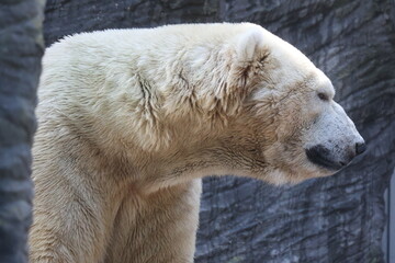 Vue rapprochée de la tête d'un ours polaire blanc en captivité dans un parc zoologique avec une paroi gris foncé en arrière plan. Symbole de la solitude. Animal sauvage enfermé triste.