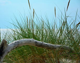 kłoda drewna na plaży na tle morza, drewniana kloda na piaszczystej wydmie nadmorskiej, malowniczy pejzaż nadmorski, logs on the sand on the sea shore, beach scene, wooden logs on a sandy © kateej