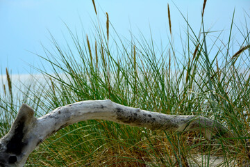 kłoda drewna na plaży na tle morza, drewniana kloda na piaszczystej wydmie nadmorskiej, malowniczy pejzaż nadmorski, logs on the sand on the sea shore, beach scene, wooden logs on a sandy