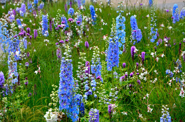 Fototapeta na wymiar łąka kwietna, rośliny śródziemnomorskie i preriowe, flower meadow, Mediterranean and prairie plants, Liatris spicata, Gaura lindheimeri, Delphinium elatum, gaura, ostróżka ogrodowa i liatra kłosowa