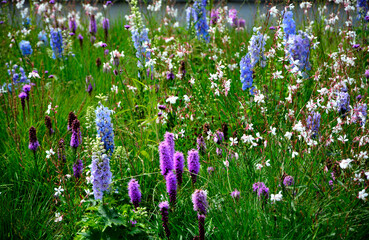 łąka kwietna, rośliny śródziemnomorskie i preriowe, flower meadow, Mediterranean and prairie plants, Liatris spicata, Gaura lindheimeri, Delphinium elatum, gaura, ostróżka ogrodowa i liatra kłosowa
