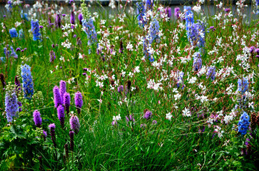 łąka kwietna, rośliny śródziemnomorskie i preriowe, flower meadow, Mediterranean and prairie plants, Liatris spicata, Gaura lindheimeri, Delphinium elatum, gaura, ostróżka ogrodowa i liatra kłosowa © kateej