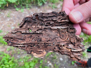 Bark of a tree affected by the bark beetle