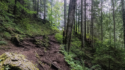 Obraz premium Bikaz Gorge and Lakul Roshu (Red Lake) - Eastern Carpathians - Romania - Europe 