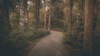 Obraz premium A image of the nature in a forest of Bruces in Helsingborg, Sweden.