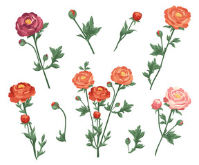 Set of red, pink, burgundy ranunculus and buds Collection of flowers of different colors Blooming buttercups Vector flat plants design elements for print, card, flyer, banner isolated white background