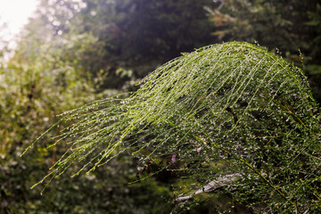 Broom branches after a rain with glittering raindrops in the forest