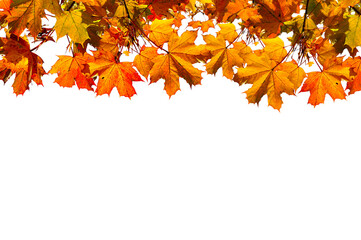 Autumn leaves of maple tree isolated on the white background. Autumn leaves background ready for...