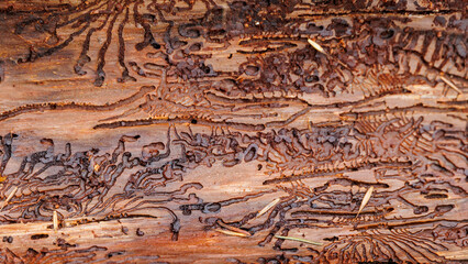 Feeding galleries of the bark beetle under a bark form an interesting pattern.