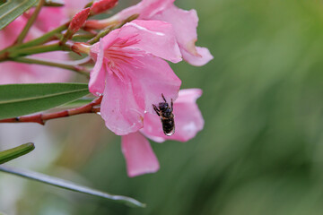 A bee on a pink oleander flower is completely enveloped by a drop of water when it rains