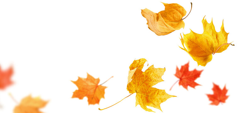 falling maple autumn leaves close up on white isolated background - Powered by Adobe