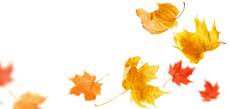 falling maple autumn leaves close up on white isolated background