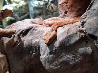 Schlangen: Europ&auml;ische Hornotter