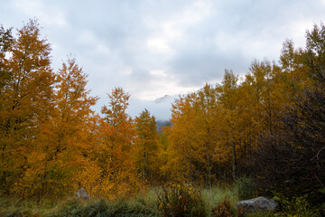 Foggy autumn morning in the Rockies, with orange trees in the foreground, Aspen, Colorado, USA
