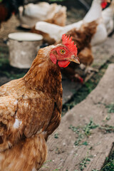 Chicken on the farm. Happy animals at home farming organic culture. Natural living lifestyle animal bird