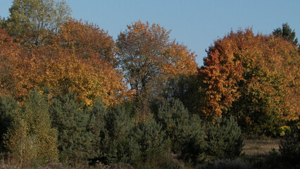 Autumnal forest in sunny day, Poland.